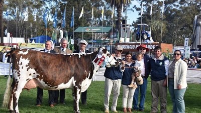 Normando exhibió su doble propósito en Expo Prado