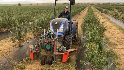 Ahora, a las malezas las matan hasta con un cepillo