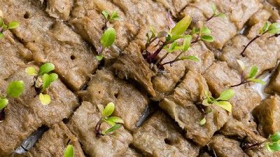 Sustratos utilizados en hidroponía: Ventajas y desventajas