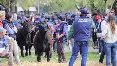 Más de 450 reproductores protagonizarán la 44° Exposición Nacional Angus de Primavera con la fuerza de Expoagro