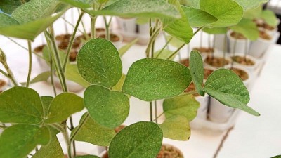 Químicos o biológicos, ¿esa es la cuestión?