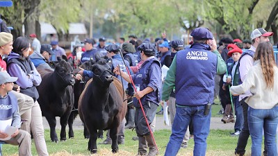 Alfonso Bustillo sobre la Expo Angus de Primavera: “Mostraremos lo máximo de nuestras cabañas”