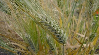 Cebada: Panorama de producción y mercados