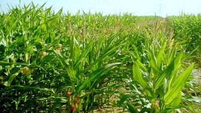 Agricultura adaptativa: cómo gestionar el agua ante un clima variable