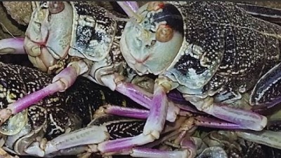 Analizan el uso de insectos como alimento balanceado