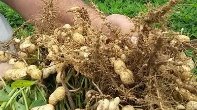 Coinoculación en maní como motor de la innovación verde