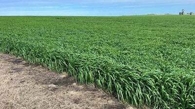 Cebadas y trigos arrancan en la 