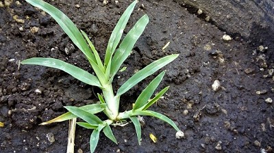 Un mapa revela la creciente resistencia de una maleza al glifosato