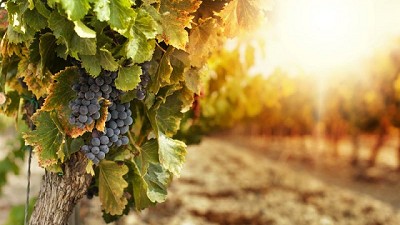 Crece el uso de insumos orgánicos en Argentina