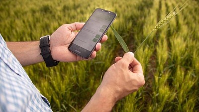 Virus del Mal de Río Cuarto: la importancia del monitoreo y los datos para prevenir las enfermedades