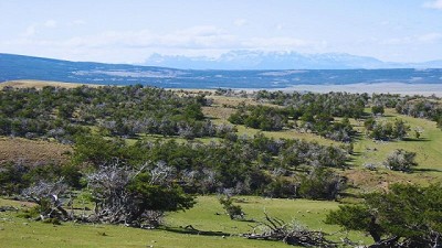 Los bosques nativos de ñire son resistentes al cambio climático