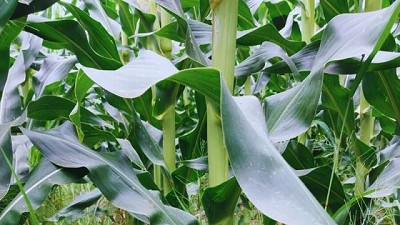 Con cultivos de servicio, mejoran los rendimientos y calidad de los suelos