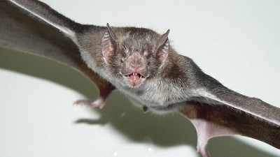 Día Mundial contra la Rabia: Acciones de prevención, vigilancia, control y concientización