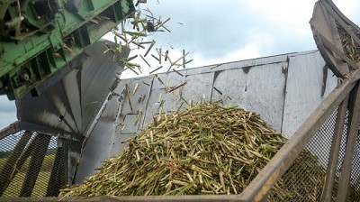 Agricultura distribuyó la cuota de azúcar crudo para exportar a Estados Unidos