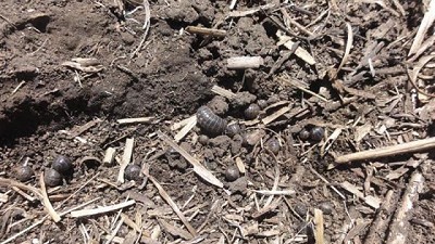 Claves para el manejo de plagas en siembra directa