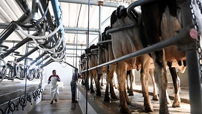 Retenciones Cero al sector lácteo hasta fin de año