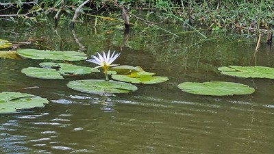 Humedales: fuente de vida, energía y alimentos