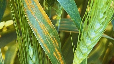 Trigo y cebada: qué hacer frente a las enfermedades foliares