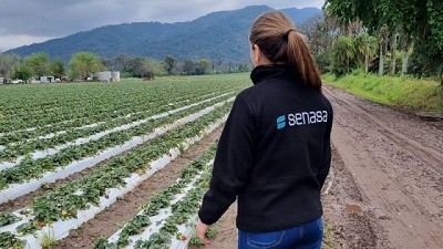 Tucumán: Liberan agente de control biológico para combatir un ácaro que afecta a la frutilla