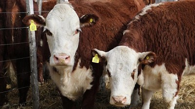 El mercado que ya cerró negocios de Hacienda por $83.000 millones y va por más