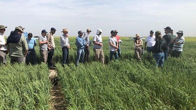 Fertilización: particionar la entrega de nutrientes, para maximizar los rindes y la calidad