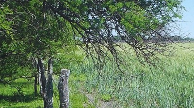 El ñandubay, una especie de alto valor nutritivo y maderero