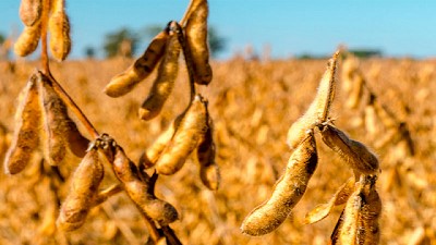 Nuevas propuestas en Soja de DONMARIO