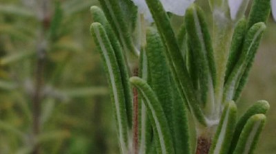 El INTA obtuvo la primera variedad de romero de la Argentina