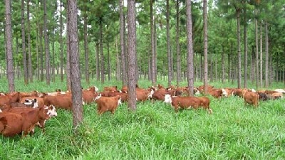 Estudian el impacto de la sequía en sistemas silvopastoriles