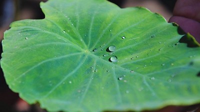 Cómo maximizar el uso del agua para una producción agrícola sostenible