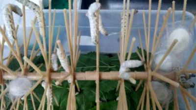 Nuevos avances para impulsar la producción de seda argentina