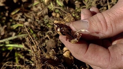 Minimizan el impacto del carbón mediante el uso de biológicos