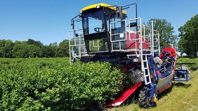 La peculiar cosechadora autopropulsada de arándanos