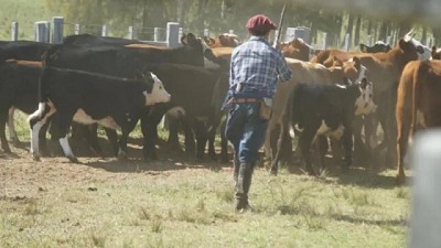 Se elevó informe con los cambios contra garrapata