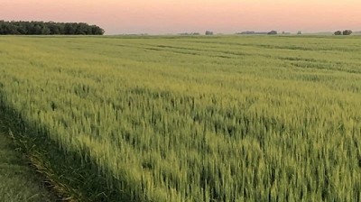 Lluvias le dan un buen 