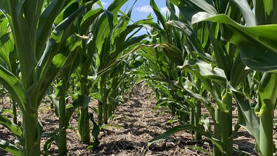 El agua disponible a la siembra, explicó el 70% de los rindes de maíz tardío en la última campaña