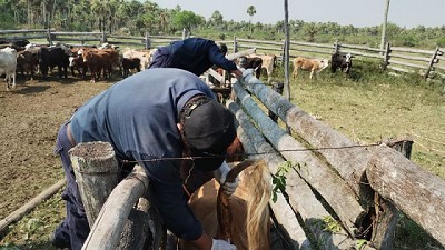 Brucelosis bovina: Muestreos sanitarios a rodeos de la Agricultura Familiar en Formosa