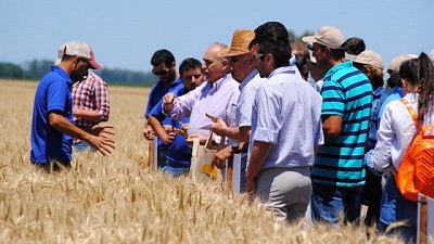 DONMARIOMÁS Trigo 2023: potenciar el rinde y la productividad en cada campaña