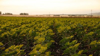 El girasol se expande a nuevos territorios