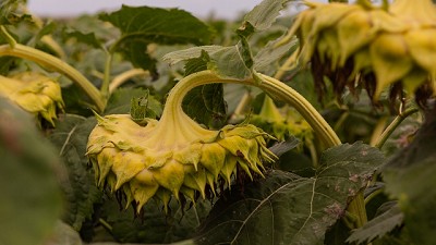 El girasol siempre protagonista