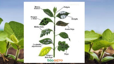Plagas y hongos más frecuentes en los cultivos: cómo identificarlos y combatirlos