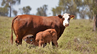 Inmunización de Terneros en sus primeros meses de vida: un planteo decisivo para la ganadería sostenible