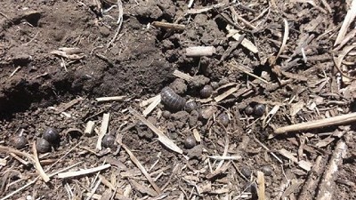 Informe de Plagas. Campaña 2023-24: segunda quincena de Octubre de 2023