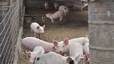 El mercado porcino desafió los mitos