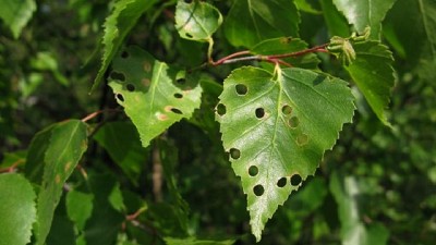 Informe de plagas: Campaña 2023-2024