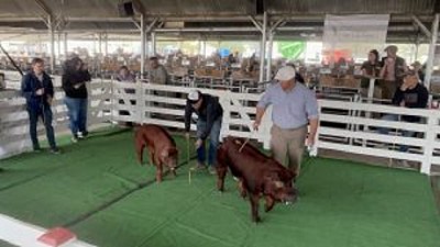 La Blanquita, la historia de la cabaña porcina más antigua de Argentina