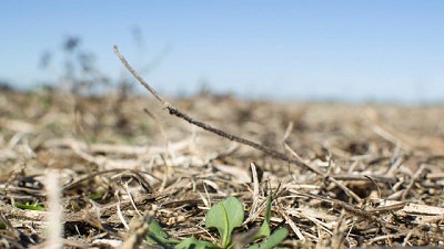 Crece exponencialmente la presión de las gramíneas