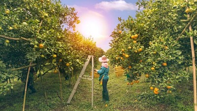 Perspectivas agrícolas 2023-2032 entregadas por la FAO y OCDE