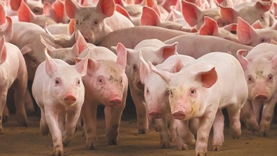 Finalizó ejercicio de simulacro de enfermedades porcinas en Marcos Juárez, Córdoba