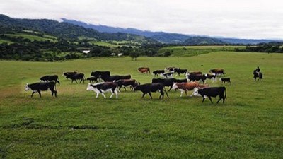 La Mesa de Ganados y Carnes presentó a Bahillo los lineamientos estratégicos para la cadena bovina
